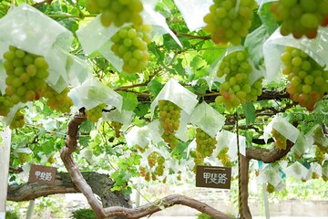 完熟前の甲斐路20220901