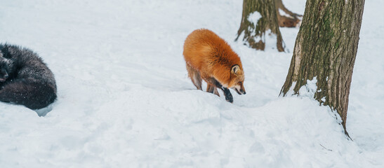 Cute fox on snow in winter season at Zao fox village, Miyagi prefecture, Japan. landmark and...