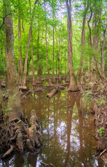 The Forest Floor at Congaree National Park in central South Carolina