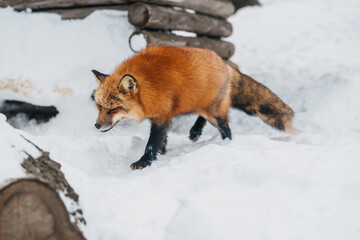 Cute fox on snow in winter season at Zao fox village, Miyagi prefecture, Japan. landmark and popular for tourists attraction near Sendai, Tohoku region, Japan. Travel and Vacation concept