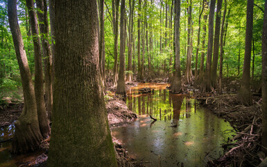 The Forest Floor at Congaree National Park in central South Carolina