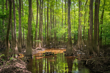 Fototapeta na wymiar The Forest Floor at Congaree National Park in central South Carolina