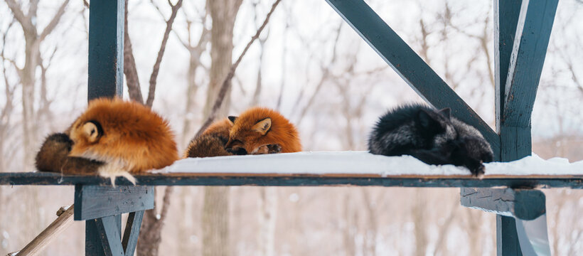 Cute fox on snow in winter season at Zao fox village, Miyagi prefecture, Japan. landmark and popular for tourists attraction near Sendai, Tohoku region, Japan. Travel and Vacation concept