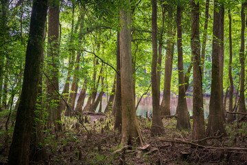 Obraz premium The Forest Floor at Congaree National Park in central South Carolina