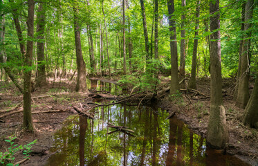 The Forest Floor at Congaree National Park in central South Carolina