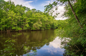 Fototapeta na wymiar Congaree National Park in central South Carolina