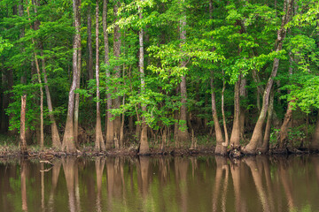 Congaree National Park in central South Carolina