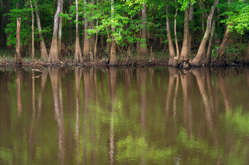 Obraz premium Congaree National Park in central South Carolina