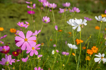 Colorful flower field in the garden.