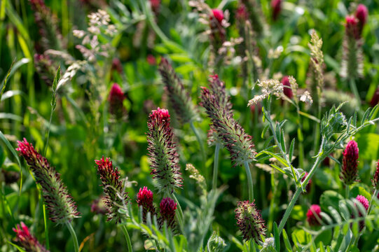 Pink clover in green nature