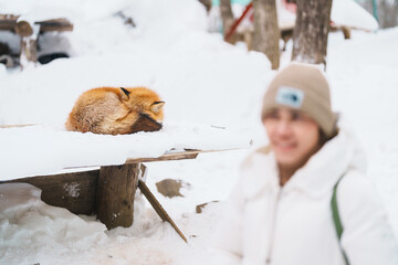 Woman tourist with Cute fox on snow in winter season at Zao fox village, traveler sightseeing...