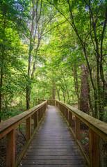 Fototapeta na wymiar Boardwalk Trail at Congaree National Park in central South Carolina