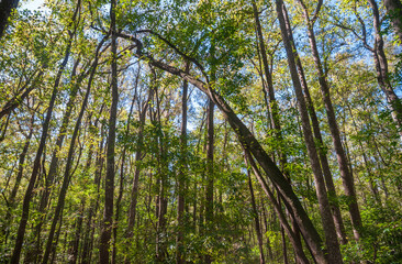 Congaree National Park in central South Carolina