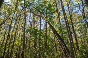 Fototapeta premium Congaree National Park in central South Carolina