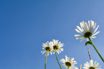 Daisies from below with blue sky