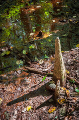 The Forest Floor at Congaree National Park in central South Carolina