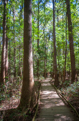Obraz premium Boardwalk Trail at Congaree National Park in central South Carolina