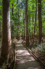 Boardwalk Trail at Congaree National Park in central South Carolina