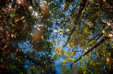 Congaree National Park in central South Carolina