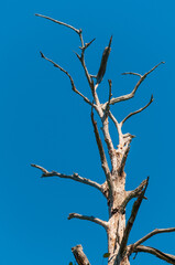 Congaree National Park in central South Carolina