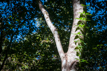 Congaree National Park in central South Carolina