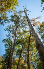 Fototapeta premium Congaree National Park in central South Carolina