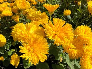 Chrysanthemum bright yellow flowers blossom in the garden.