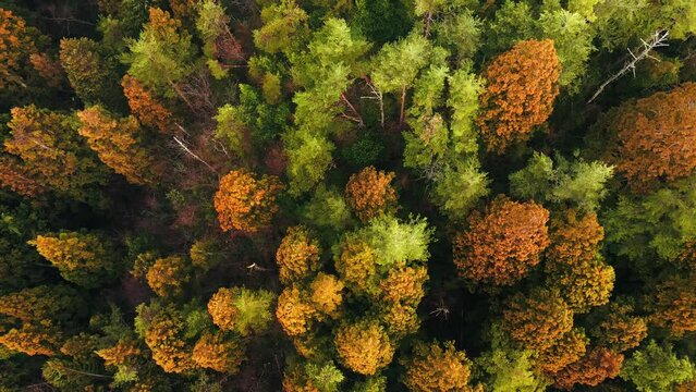Autumn forest aerial,Fall colors trees,Aerial woodland,Seasonal forest drone,Nature from above,Deciduous forest,Aerial nature photography,Autumn leaves aerial,4k video
