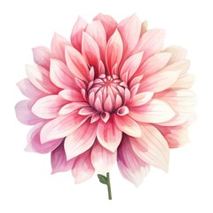 Fototapeta premium Dahlia flower watercolor illustration. Floral blooming blossom painting on white background