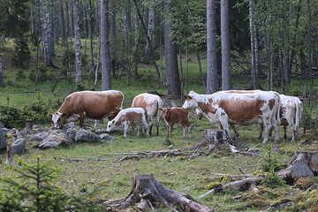 Free ranging cattle grazing on a forest pasture in Finland