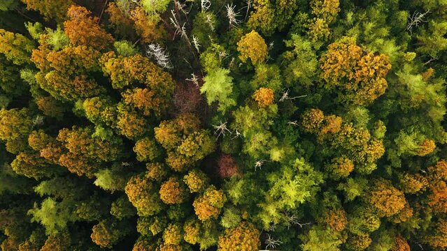 Autumn forest aerial,Fall colors trees,Aerial woodland,Seasonal forest drone,Nature from above,Deciduous forest,Aerial nature photography,Autumn leaves aerial,4k video
