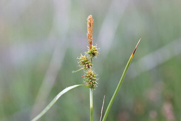 Little green sedge, Carex viridula var. viridula, also  known as green sedge or greenish sedge,...