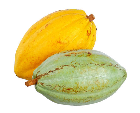 Fresh forastero cocoa fruits isolated on white background