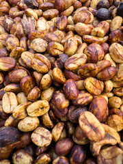  honey coffee bean natural sun dry process. close up shot full frame macro lens.