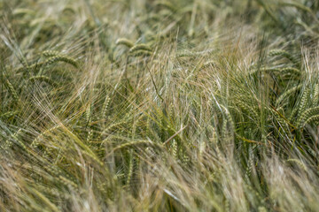 wheat field in spring time