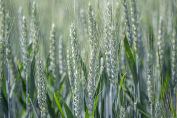 Fototapeta na wymiar wheat field in spring time