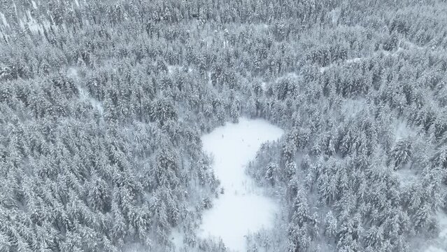 Aerial Drone View Of Snow-Blanket Trees At Pyh&auml;-Luosto National Park In Finnish Lapland, Finland.