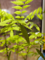 wisteria branch isolated on the window