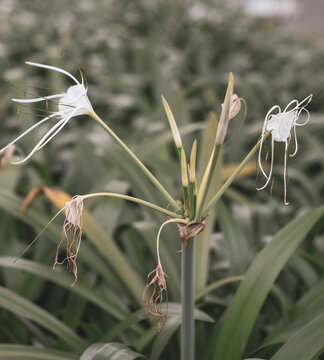 The Crinum asiaticum grows wild in cool,Crinum asiaticum moist places, along canals, and Crinum asiaticum is often grown as an ornamental plant;