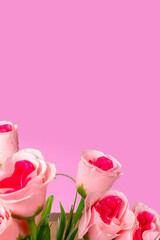 Bouquet of pink roses on pink background with copy space for your text