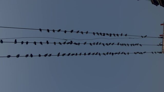 J&K birds on wire in Winters: Crisp dry trees whisper in autumn's farewell a beautiful landscape