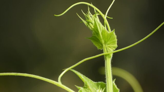 Green Boole gourd leaf in wind .
