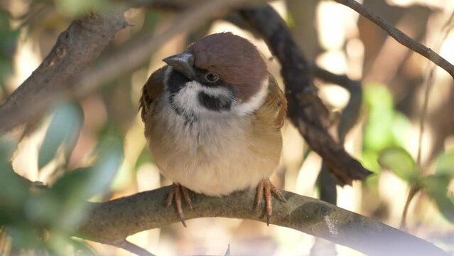 かわいいすずめ1　Japanese sparrow, suzume