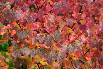 雨の中に鮮やかな紅葉のマルバノキ