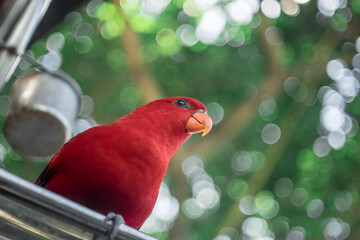 Close-up of hand with parrot,Close-up of parrot against fence at zoo,Pilpintuwasi Butterfly Farm &...