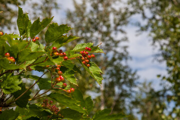 Close-up on a bunch of red and green rowan on a tree on an summer day during a fall.