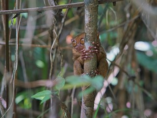 Bohol Tarsier