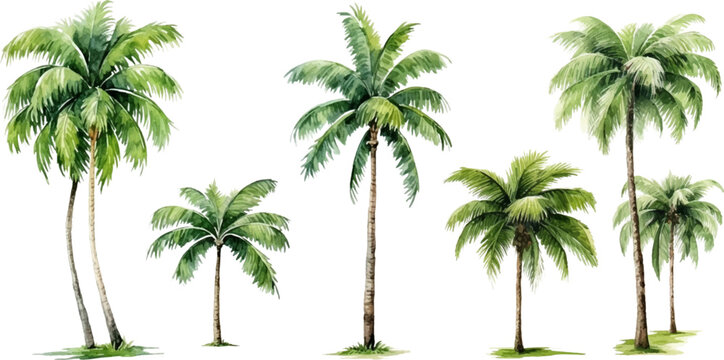 Set of watercolor coconut trees on transparent background.