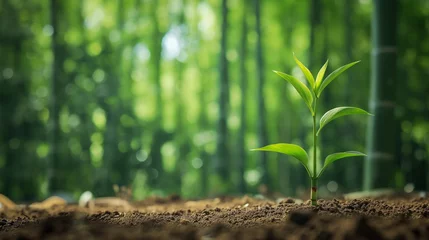  a bamboo seedling grows in a forest – a symbol for sustainability, growth and new beginning © Stefan