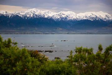 panorama of kaikoura peninsula in north canterbury, new zealand; famous rocky peninsula with cliffs and fur seal colony